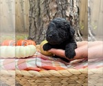 Small #15 Goldendoodle