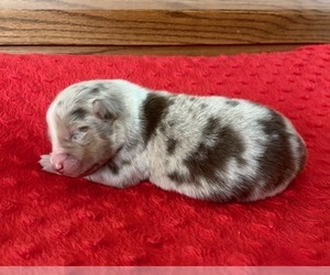 Australian Shepherd Puppy for sale in LODA, IL, USA