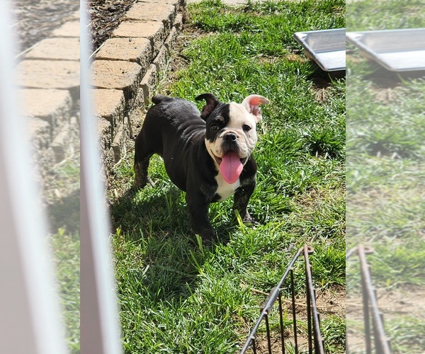 Medium Photo #1 English Bulldog Puppy For Sale in ESSEX, MD, USA