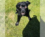 Small #4 Mastiff Mix