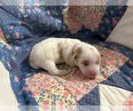 Small Photo #4 Coton de Tulear Puppy For Sale in WEBSTER, NY, USA