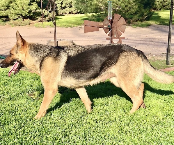 Medium Photo #1 German Shepherd Dog Puppy For Sale in BRIGHTON, CO, USA