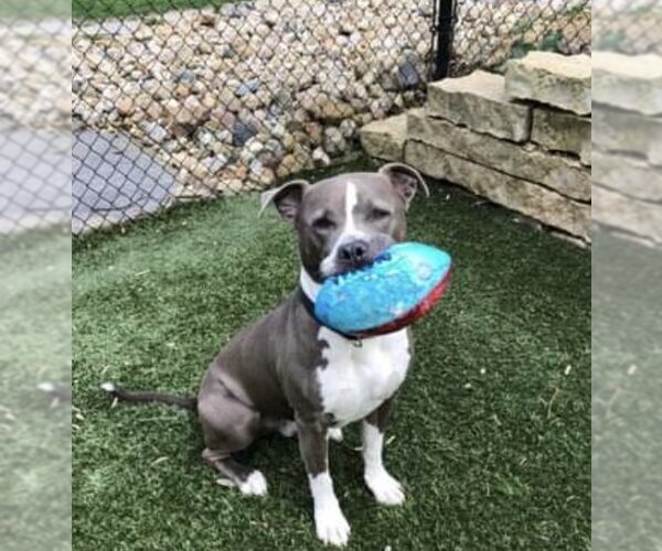 Medium Photo #1 American Pit Bull Terrier-Unknown Mix Puppy For Sale in Blacklick, OH, USA