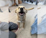 Small Photo #3 Carolina Dog-Unknown Mix Puppy For Sale in Calgary, Alberta, Canada