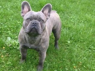 Father of the French Bulldog puppies born on 07/19/2017