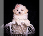 Puppy Teeny Mimi F1 Maltipoo (Toy)