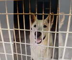Small Photo #2 - Mix Puppy For Sale in Phoenix, AZ, USA