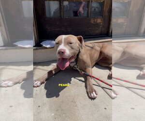 Staffordshire Bull Terrier-Unknown Mix Dogs for adoption in Woodland Hills, CA, USA
