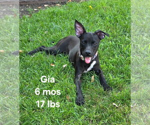 Chihuahua-Retriever  Mix Dogs for adoption in Virginia Beach, VA, USA