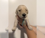 Small #1 Golden Retriever