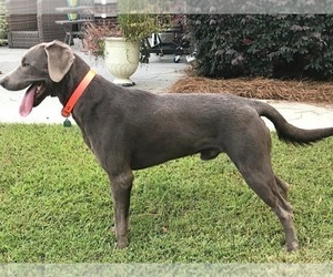 Father of the Labrador Retriever puppies born on 03/04/2026