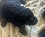 Small #2 German Shepherd Dog