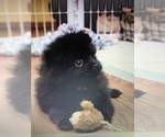 Small Photo #1 Pomeranian Puppy For Sale in OLYMPIA, WA, USA
