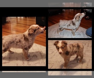 Australian Shepherd Puppy for sale in DRYDEN, VA, USA