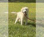 Small #2 Great Pyrenees Mix