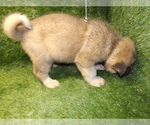 Small Photo #5 Akita Puppy For Sale in ROLLA, MO, USA