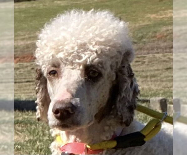 Medium Photo #7 Poodle (Standard) Puppy For Sale in Pacolet, SC, USA