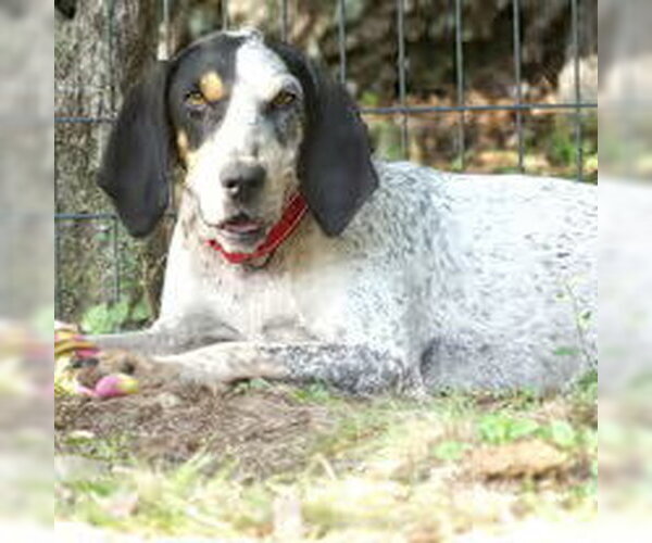 Medium Photo #2 Coonhound-Unknown Mix Puppy For Sale in Monterey, VA, USA