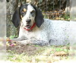 Small #1 Coonhound Mix