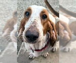 Small #1 Basset Hound
