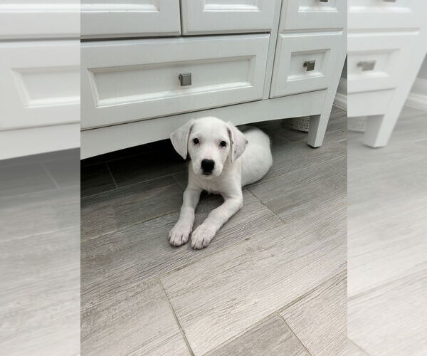 Medium Photo #2 Borador Puppy For Sale in Brewster, NY, USA