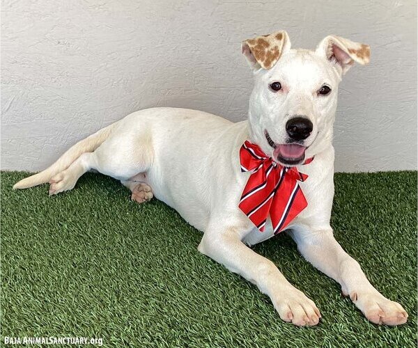 Medium Photo #2 American Staffordshire Terrier-Labrador Retriever Mix Puppy For Sale in San Diego, CA, USA
