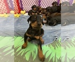 Small Photo #7 Doberman Pinscher Puppy For Sale in BRIDGEWATER, MA, USA