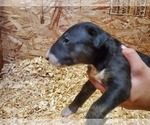 Small Photo #7 Bull Terrier Puppy For Sale in BUCKLIN, KS, USA
