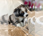 Small Photo #3 Miniature American Shepherd Puppy For Sale in OAKDALE, CA, USA