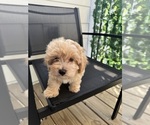 Puppy Duke Maltipoo