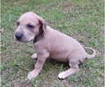 Small Photo #7 Great Dane Puppy For Sale in HULBERT, OK, USA