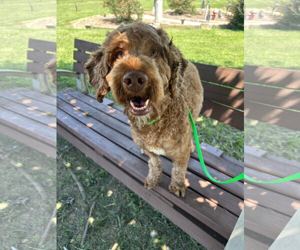 Medium Photo #7 Miniature Labradoodle Puppy For Sale in Pacolet, SC, USA
