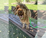 Small #6 Miniature Labradoodle