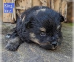 Small Photo #3 Pomeranian Puppy For Sale in COMER, GA, USA