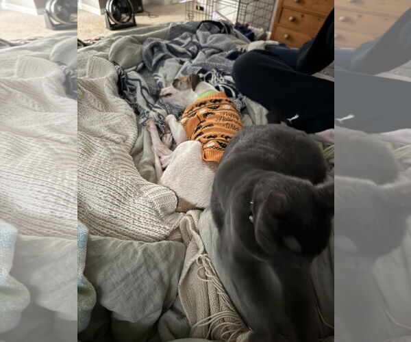 Medium Photo #5 Chihuahua-Unknown Mix Puppy For Sale in Virginia Beach, VA, USA