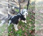 Small Photo #3 Aussiedoodle Puppy For Sale in DOWELLTOWN, TN, USA