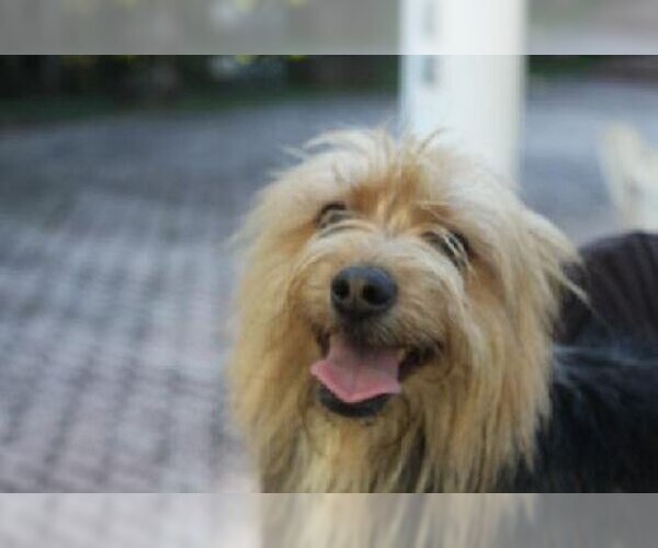 Medium Photo #2 Mutt Puppy For Sale in Weston, FL, USA
