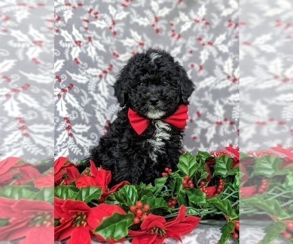 Medium Photo #2 Miniature Labradoodle Puppy For Sale in OXFORD, PA, USA