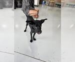 Small Labrador Retriever Mix