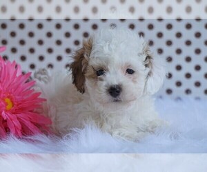 Poodle (Toy) Puppy for sale in FREDERICKSBG, OH, USA