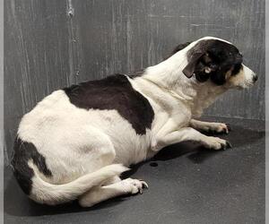 Mutt Dogs for adoption in San Antonio, TX, USA