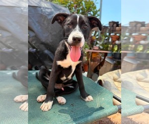 Labrador Retriever-Unknown Mix Dogs for adoption in San Diego, CA, USA
