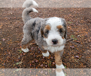 Bernedoodle (Miniature) Puppy for sale in ROY, UT, USA