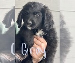 Small Photo #37 Bernedoodle Puppy For Sale in WALNUT GROVE, MO, USA