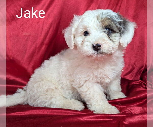 Medium Photo #18 Bernedoodle (Miniature) Puppy For Sale in CANON CITY, CO, USA