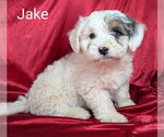 Small #1 Bernedoodle (Miniature)