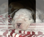 Small Photo #4 English Bulldog Puppy For Sale in NORCO, CA, USA
