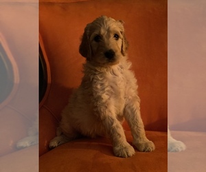 Doodle-Poodle (Standard) Mix Puppy for sale in RIALTO, CA, USA