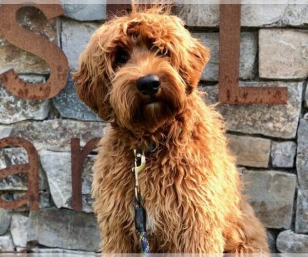 Medium Photo #1 Australian Labradoodle Puppy For Sale in MILL VALLEY, CA, USA