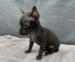 Small Photo #15 Chihuahua Puppy For Sale in SAINT AUGUSTINE, FL, USA